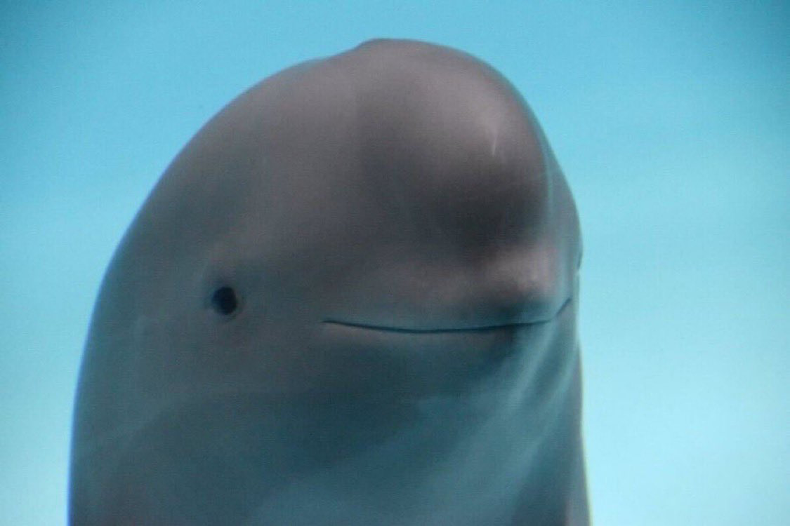 61B0077B-dolphin.png